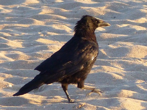 Grand Corbeau